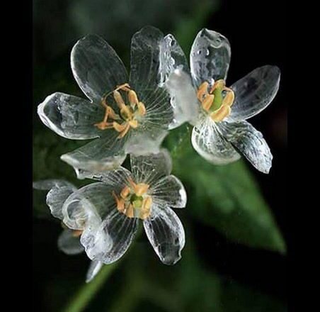  La flor transparente,<br/> por Lucy Gómez