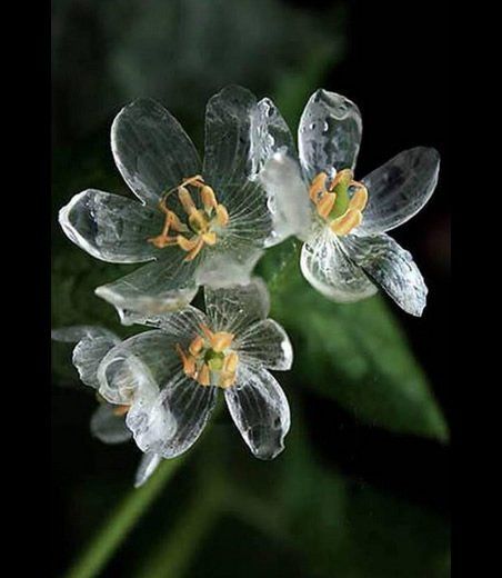 Dyphyllei grayi Flor transparente Atril press