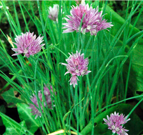 Cebollin en flor Atril press