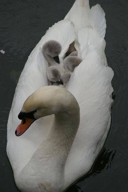 Cisne_ _ La madre portando sus crías
