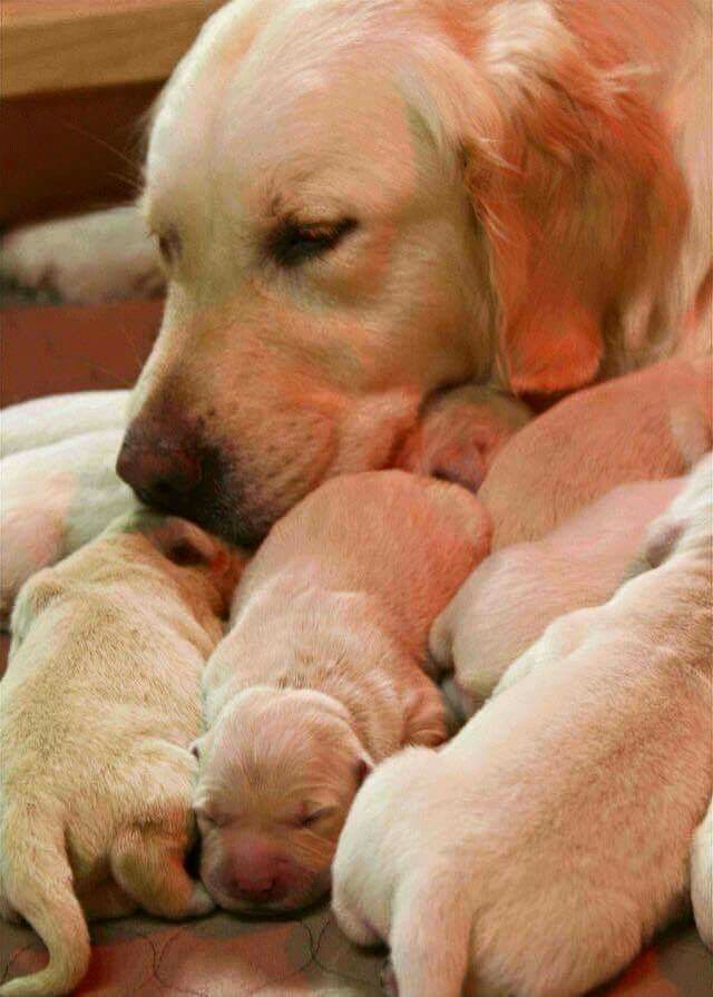 Perra y cachorros Atril press