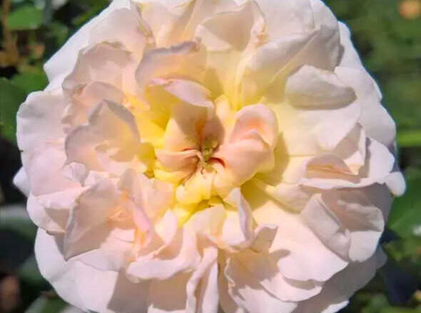 Rosa de concurso,<br/> por Lucy Gómez