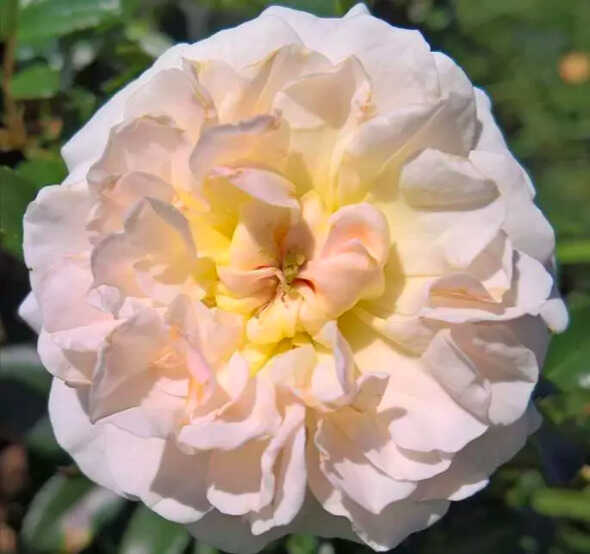 Rosa de concurso,<br/> por Lucy Gómez 1 Rosa ganadora Atril press