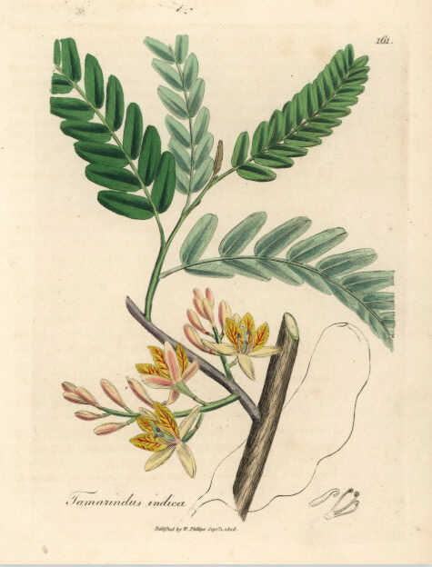 Tamarindus indica Atril press