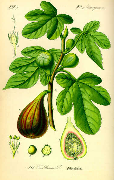 Figs Atril press