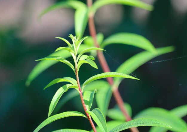 Citronela Atril press