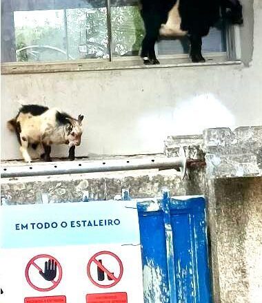 Serenidade pirenaica,<br/> por Alfredo Behrens