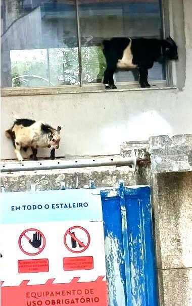 Cabras en una construccion Atril press e1760028976332